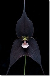 dracula raven orchid